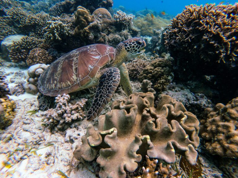 photo of bright coral reef. Turtle swimming past coral reef