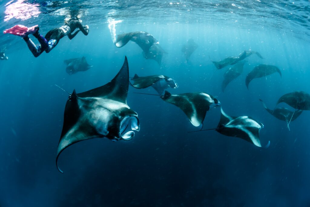 Majestic Manta rays swimming in ocean. A snorkeler is resting on the surface
