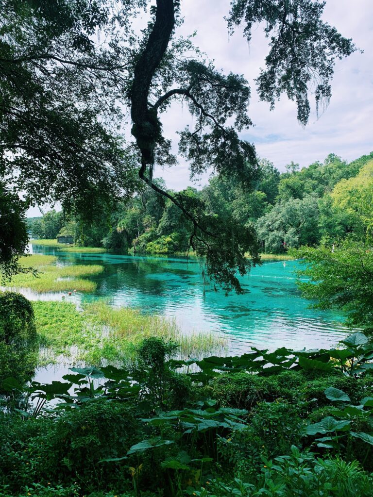 Image of Florida Springs. The water is very blue and the vegetation is very lush