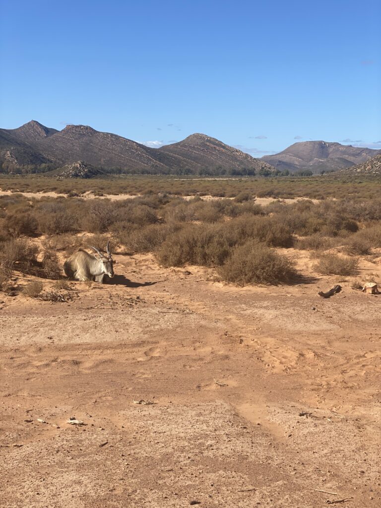 Antelopes laying down at Aquila Safari