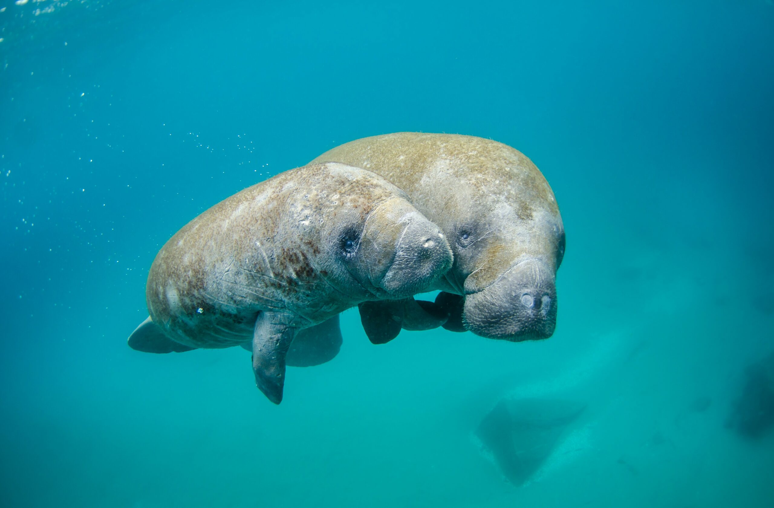 Adult manatee with a baby calf floating in the water