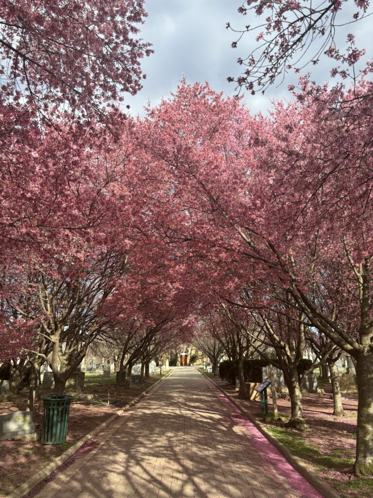 Pink okame cherry blossom tree blooms form an arch in the Congressional Cemetery