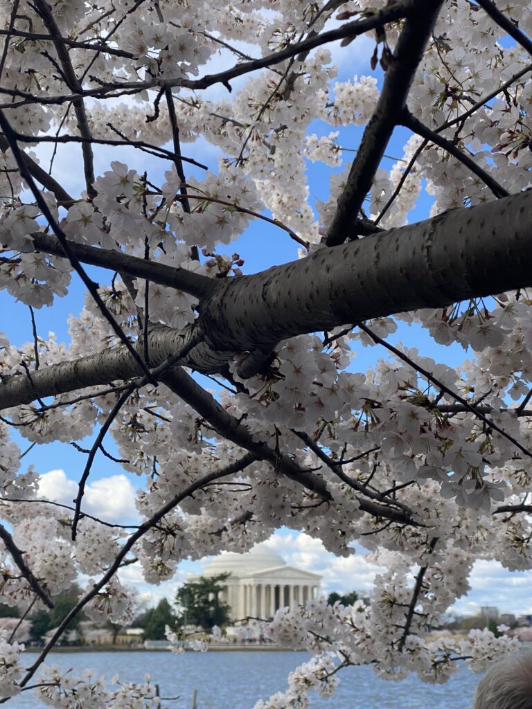 cherry blossom trees in dc with Jefferson memorial far away
