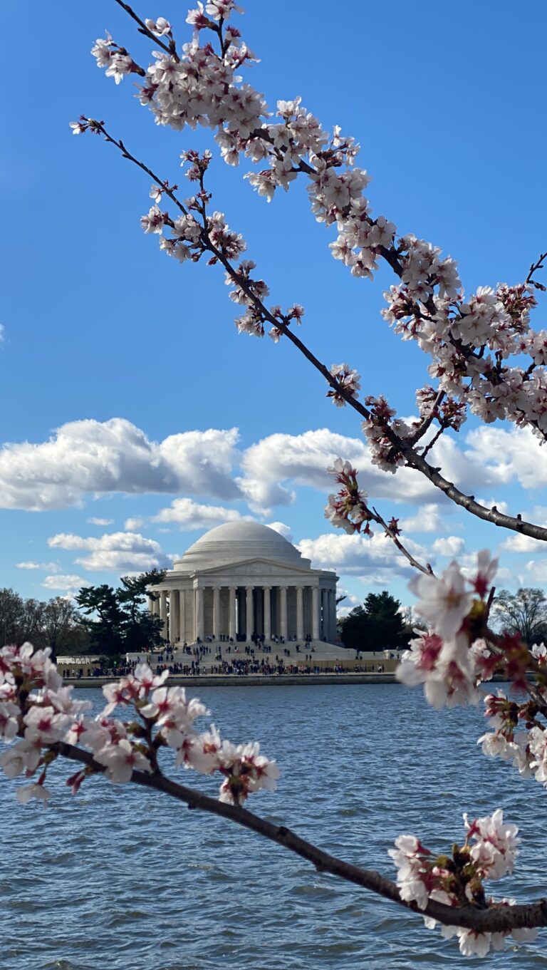 a view of the Jefferson Memorial with pink and white cherry blossoms in the view