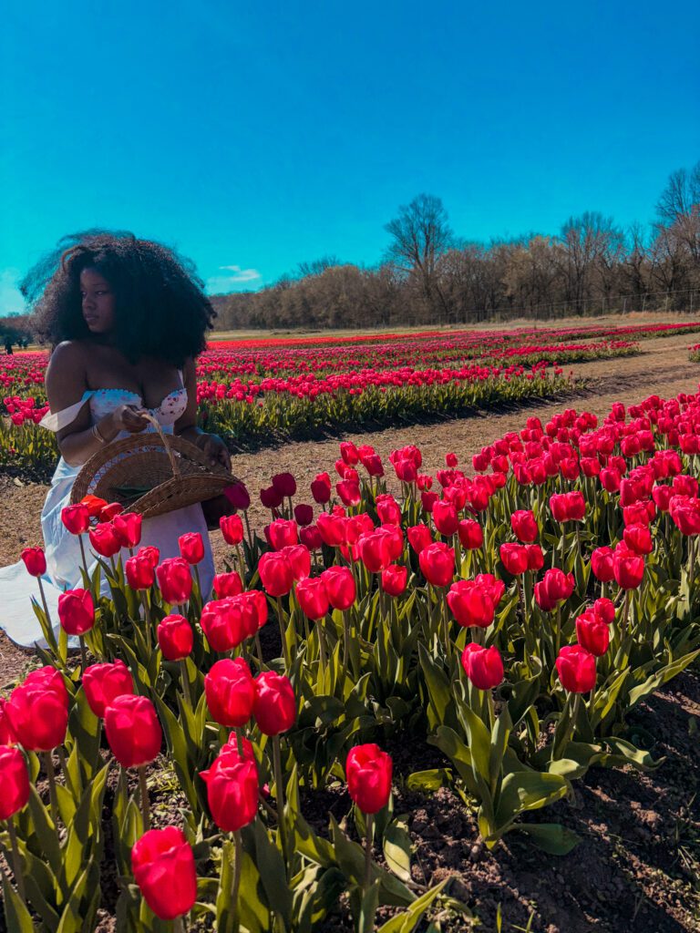 dark skinned Black woman with large afro kneeling in the middle of a red tulip field