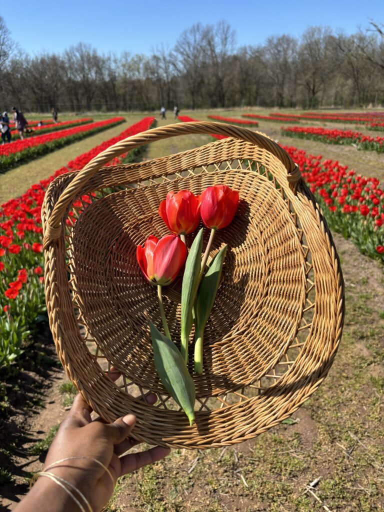a french style basket with 3 red tulips in it 