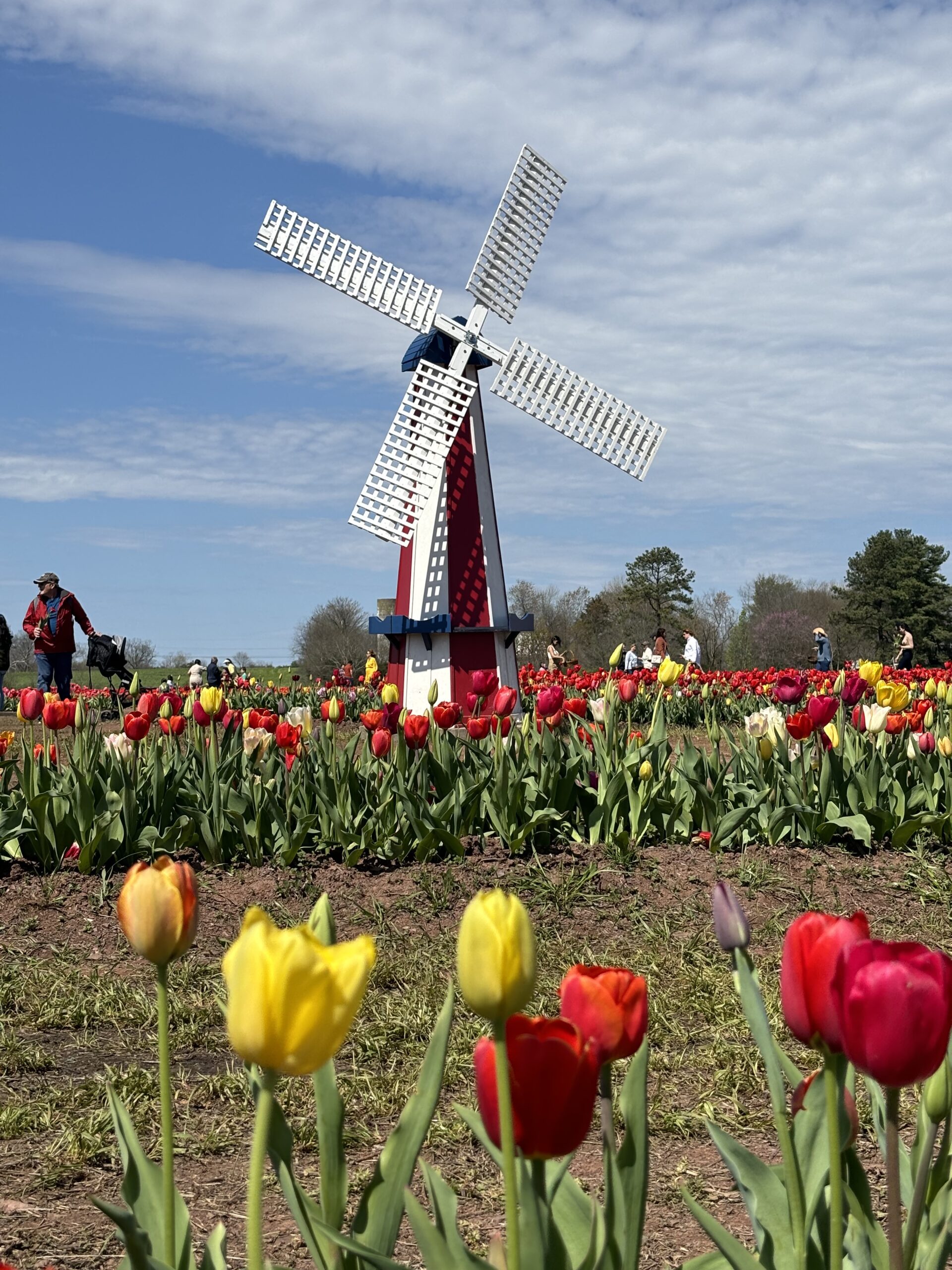 white, red, and blue windmill surrounded by colorful tulips