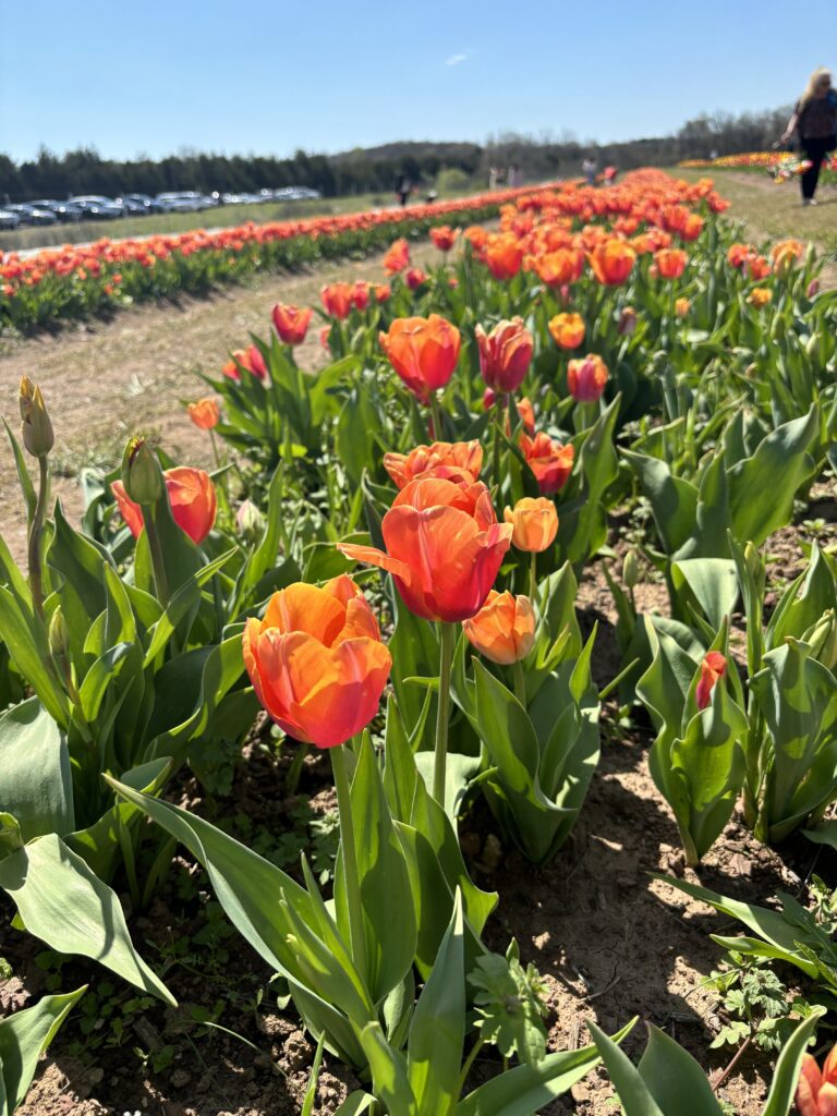 pink and orange ombre tulips 