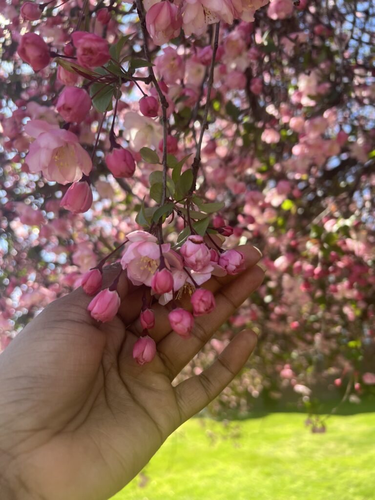 Black woman's hand touching cherry blossoms