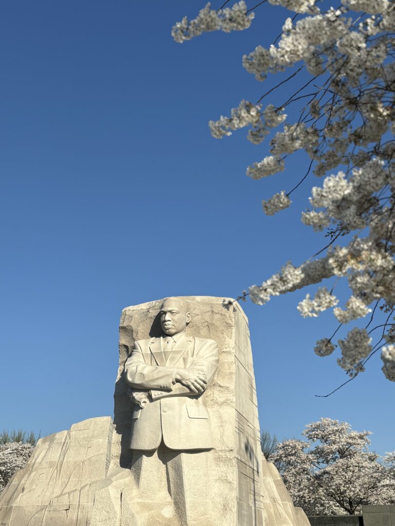 Statue of Dr.Martin Luther King JR during cherry blossom season in dc