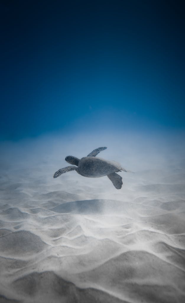 Adorable turtle swimming undersea near sandy bottom