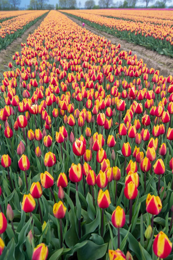 View of a Large Tulip Field