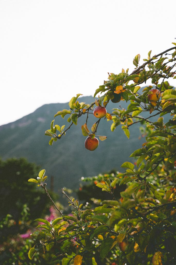 Closeup of an Apple Tree Branch, and a Mountain in Background