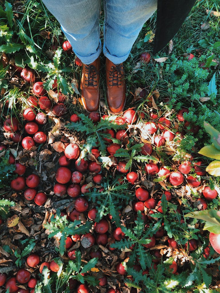Lots of Ripe Red Apples Lying on Ground at Feet of Unrecognizable Person